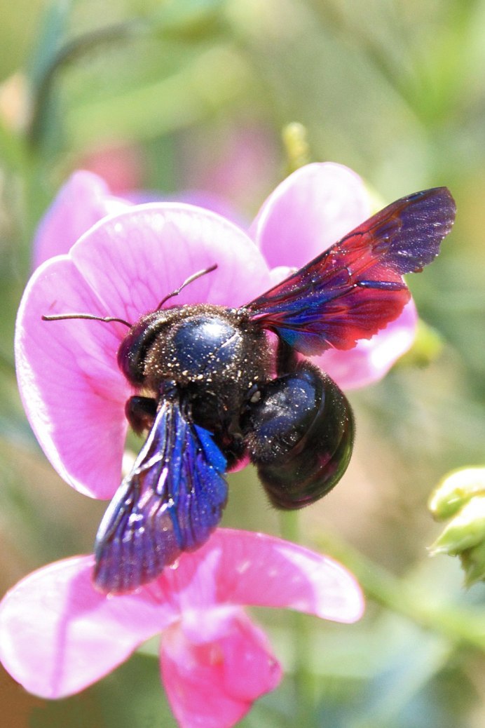Пчела-плотник Xylocopa caerulea