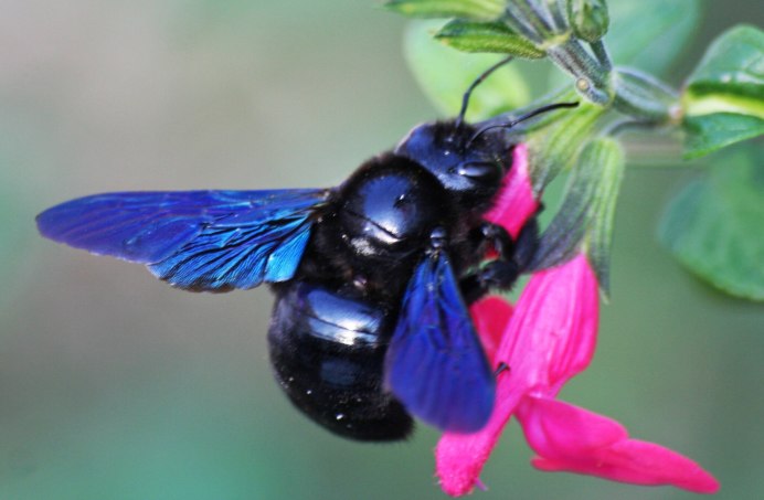 Пчела-плотник Xylocopa Valga