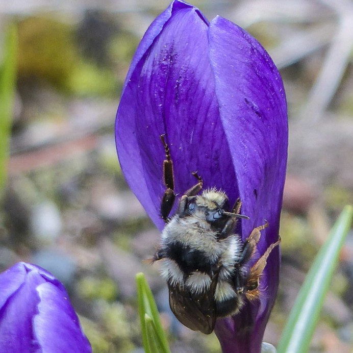 Пчела-плотник Xylocopa Valga