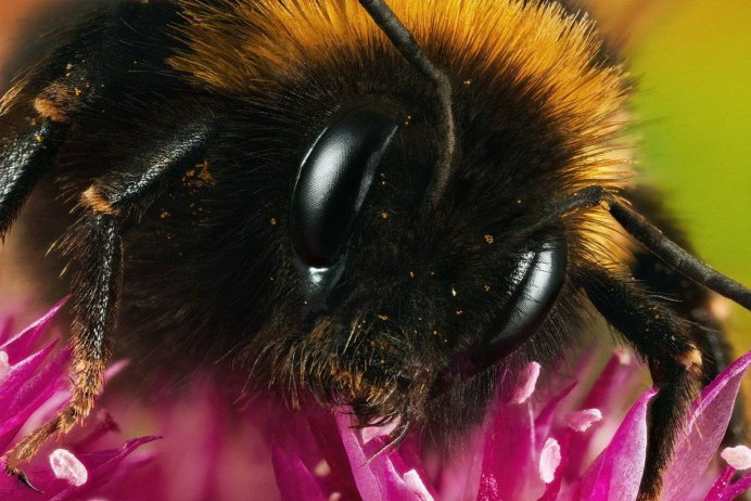 Пчела-плотник Xylocopa Valga