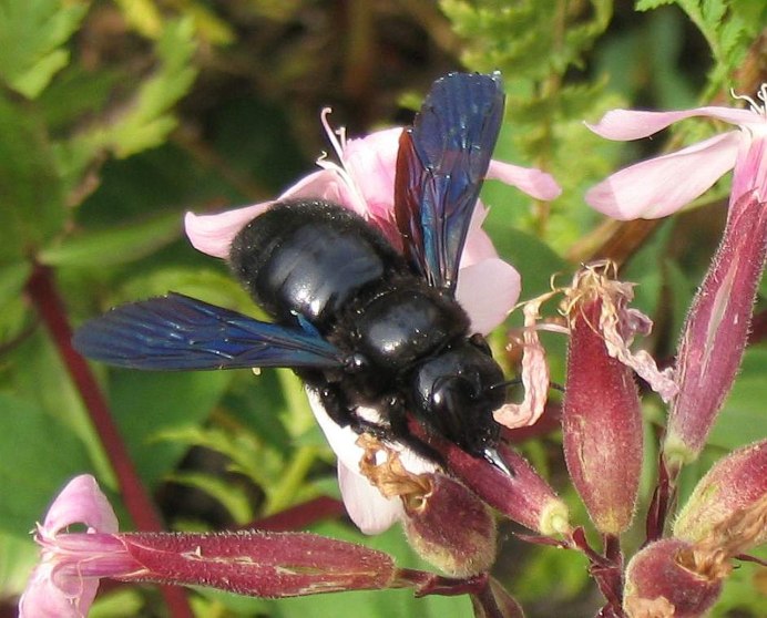 Шмель-плотник фиолетовый( Xylocopa violacea )