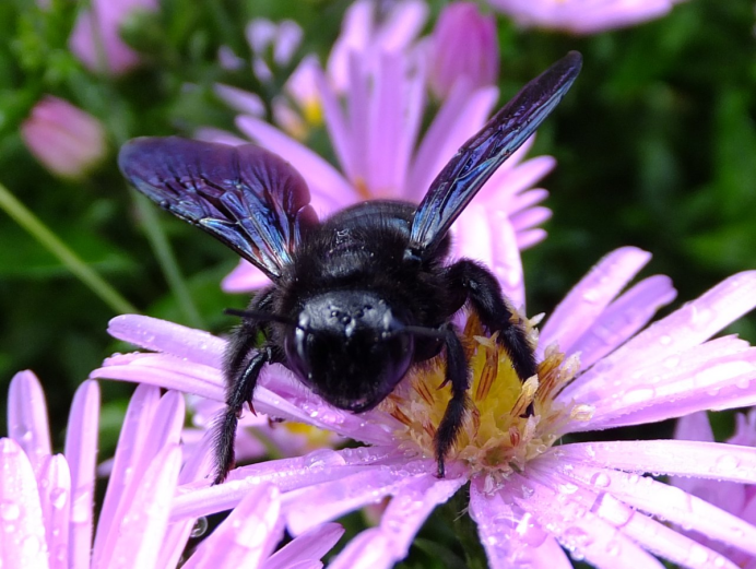 Шмель плотник Xylocopa фиолетовый