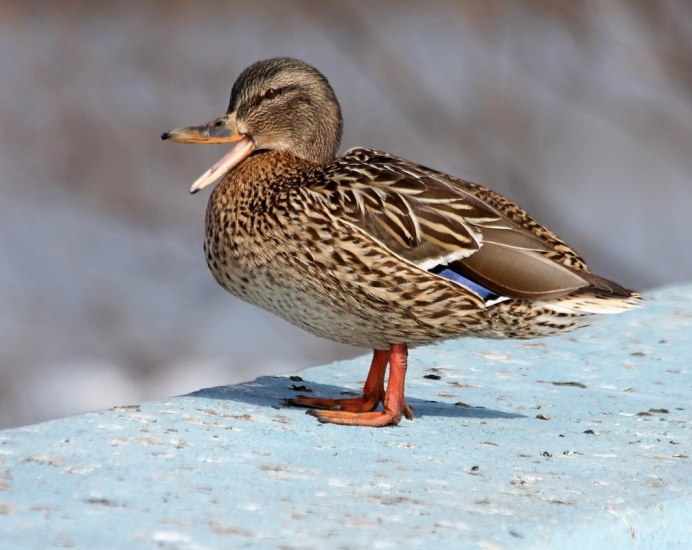 Anas platyrhynchos Linnaeus