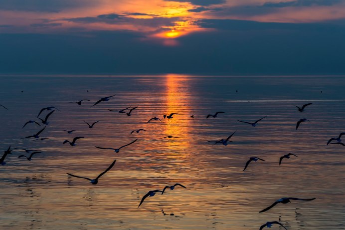 Море, Чайки