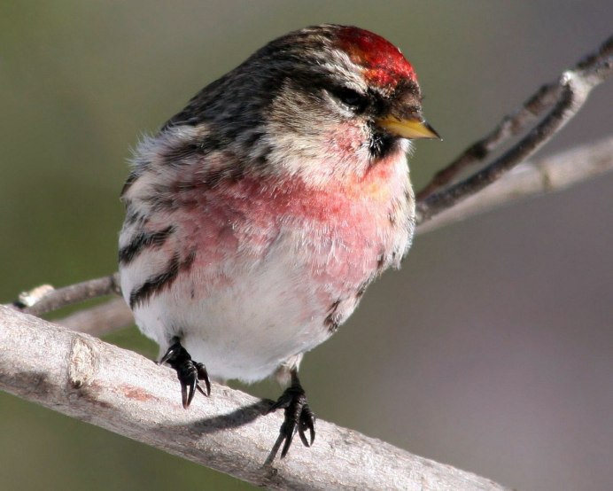 Большая чечевица (Carpodacus rubicilla)