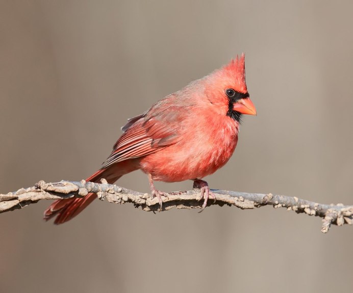 Сибирская чечевица Carpodacus roseus