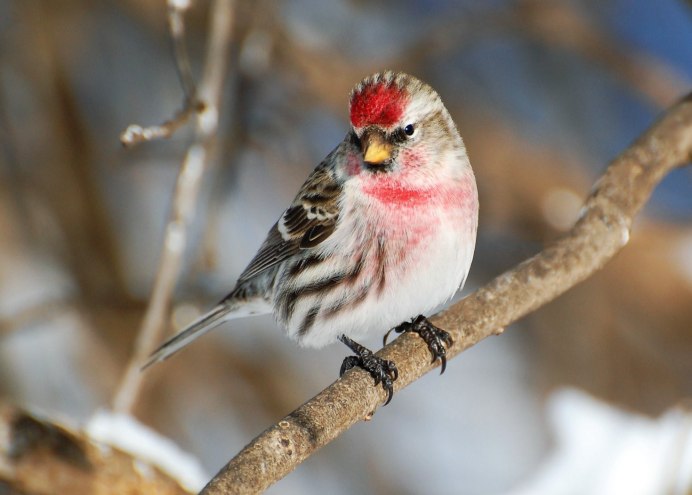 Чечётка (обыкновенная чечётка) (Acanthis flammea (Carduelis flammea))