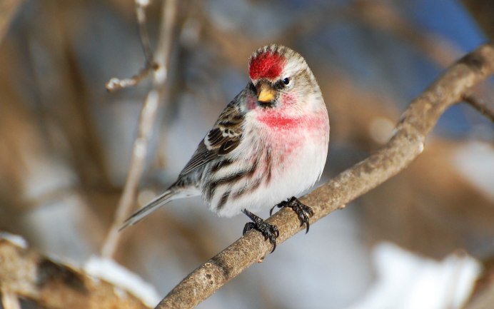 Carduelis flammea