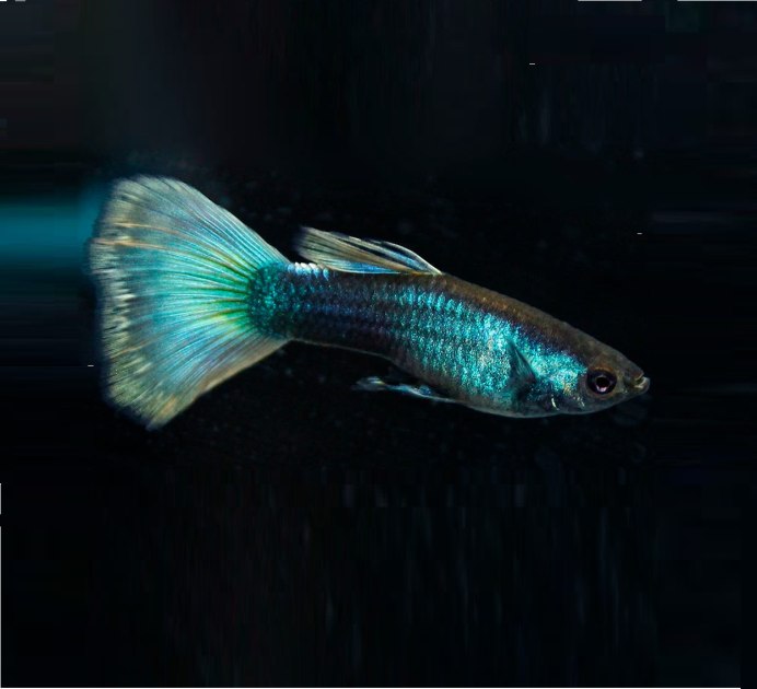 Гуппи Poecilia reticulata