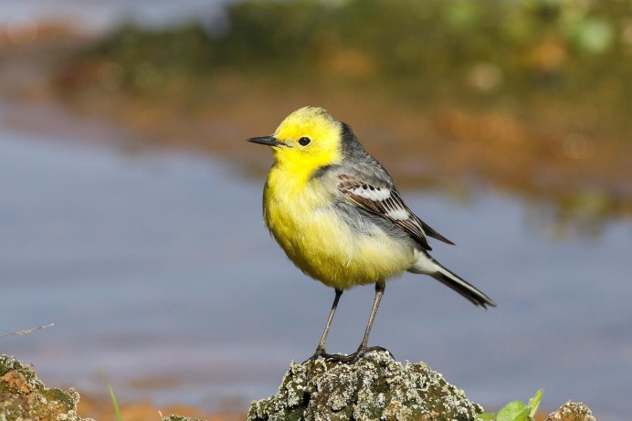 Отряд воробьиных желтогрудка