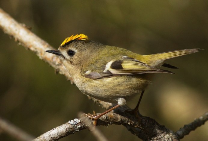 Yellow Warbler птица