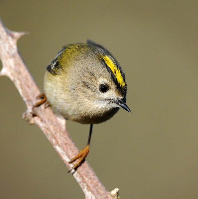 Золотоголовый Королек