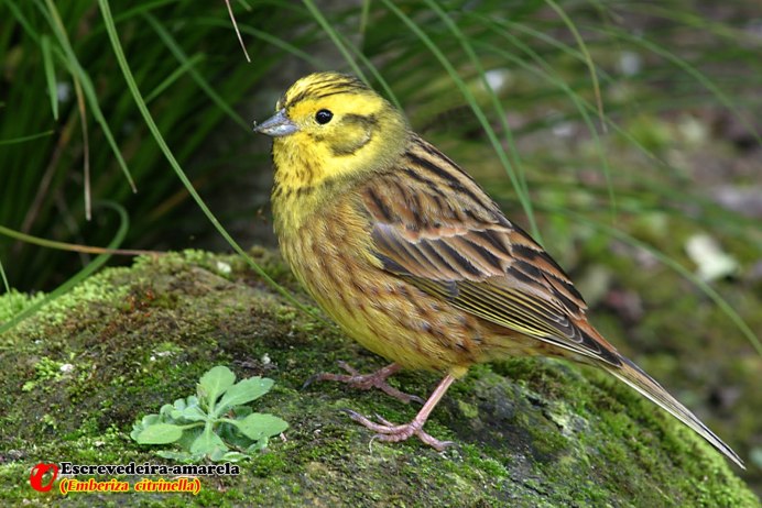 Птица с желтым хохолком