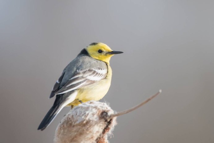 Танагра Красноголовая