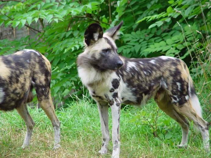 Гиеновая собака (Lycaon pictus),