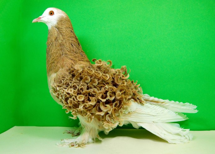 Frillback Pigeon порода голубей