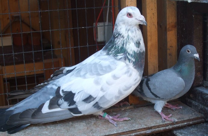 Сизый голубь пятнистый