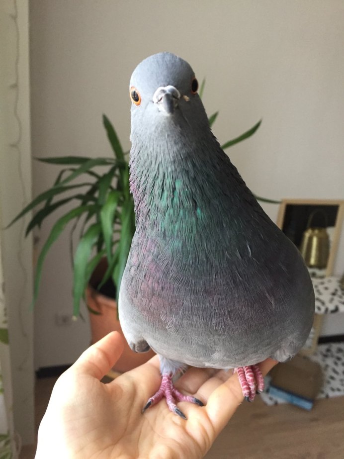 Cute Pigeons