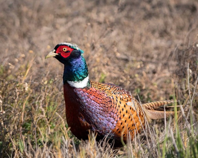 Фазан обыкновенный Phasianus colchicus