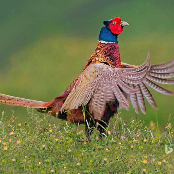 Королевский фазан самка