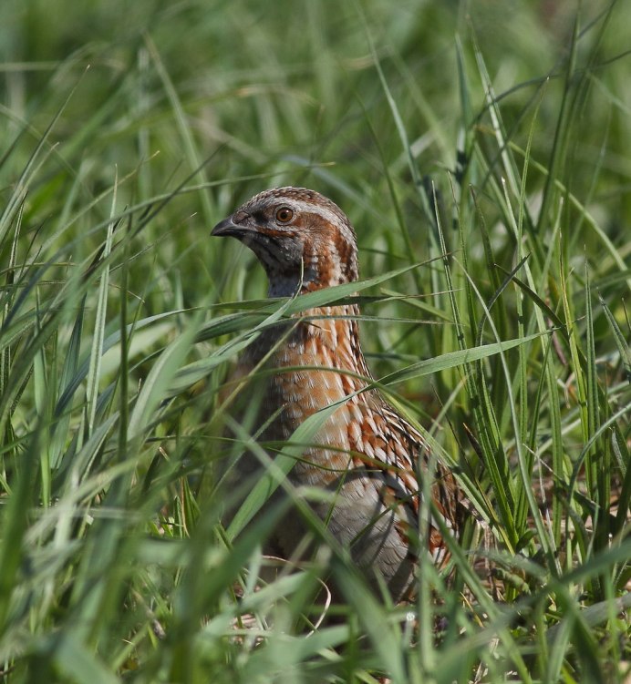 Перепел Coturnix Coturnix