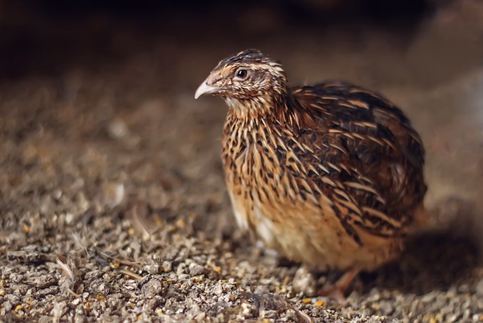 Перепел Coturnix Coturnix