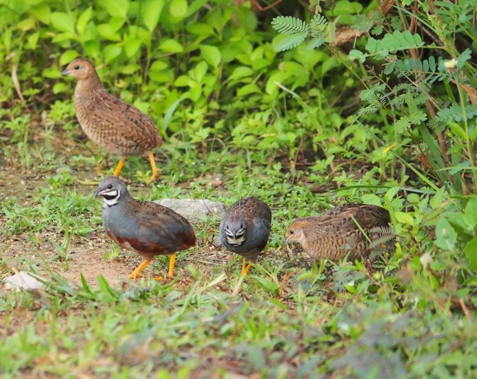 Перепел Coturnix Coturnix
