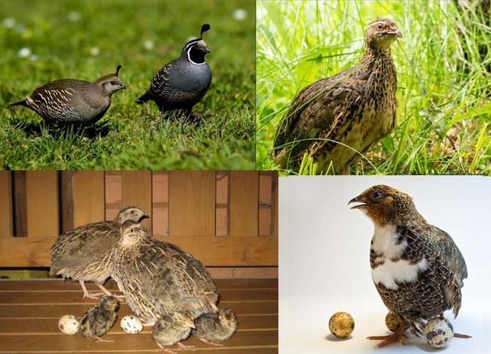 Перепел Coturnix Coturnix
