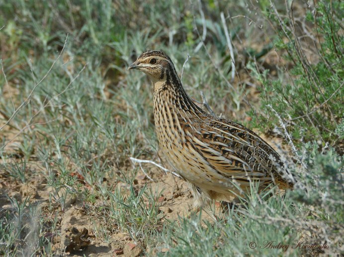 Перепел обыкновенный Coturnix Coturnix