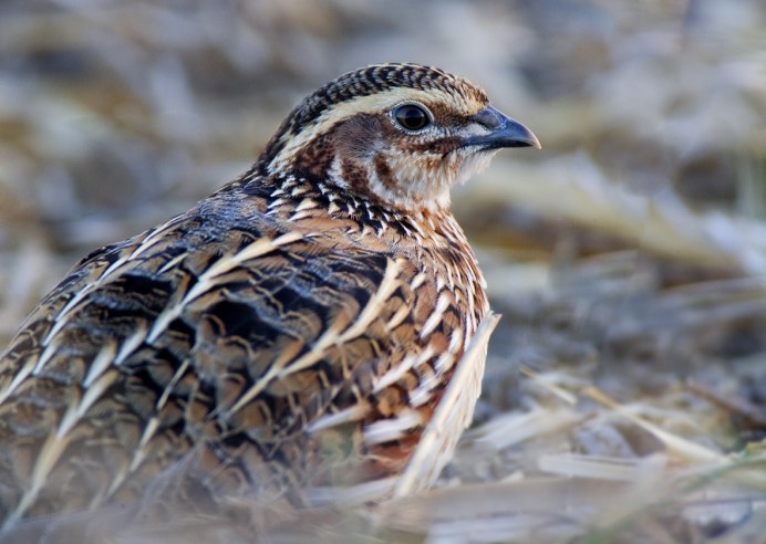 Перепел Coturnix Coturnix