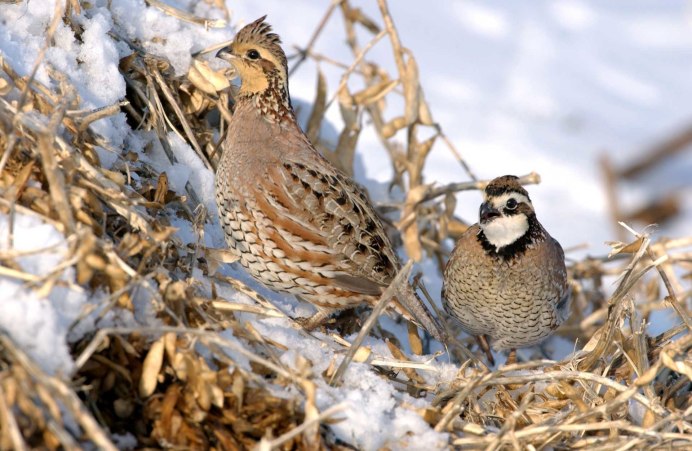 Перепел обыкновенный Coturnix Coturnix