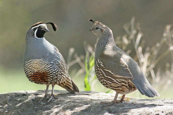 Перепел Coturnix Coturnix