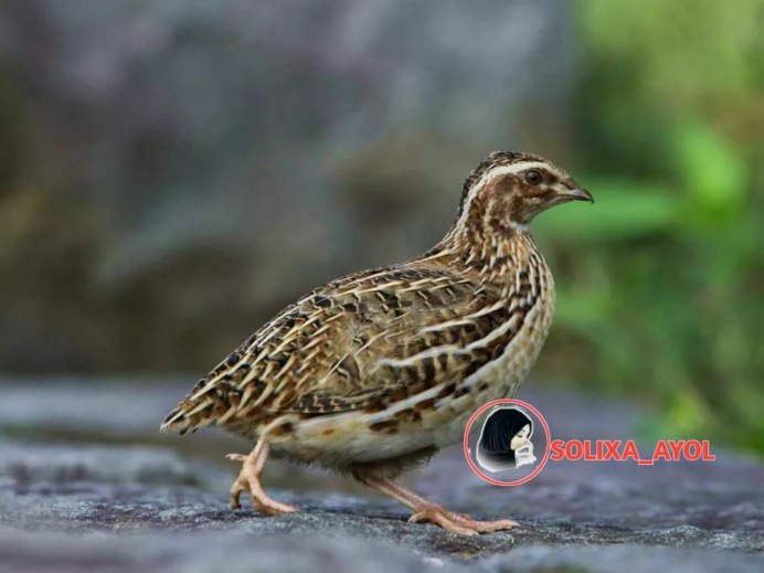 Перепел обыкновенный Coturnix Coturnix