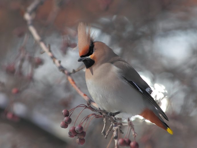 Свиристель зимующая птица