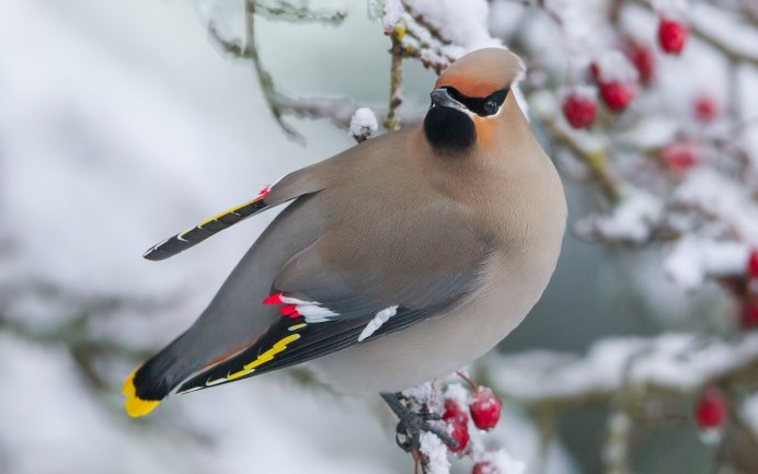 Богемский свиристель