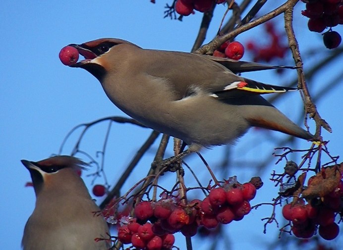 Хохлатая свиристель