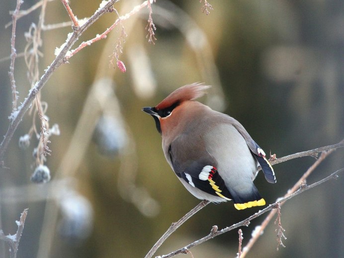 Свиристель зимующая
