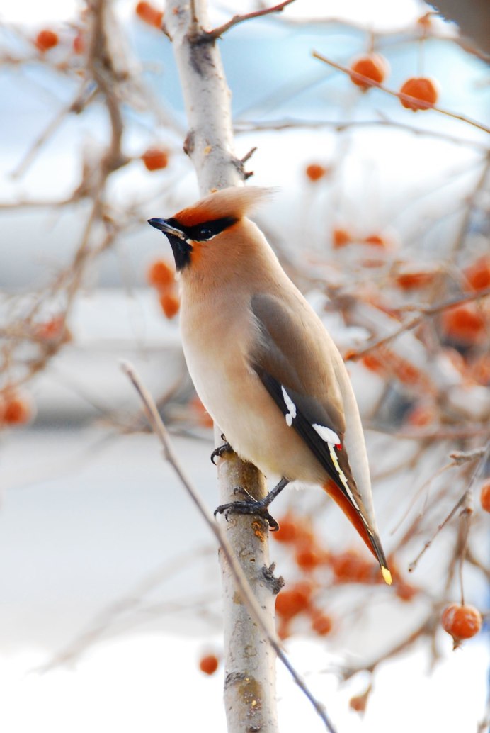 Красавец свиристель