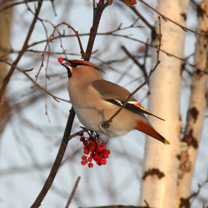 Хохлатая свиристель