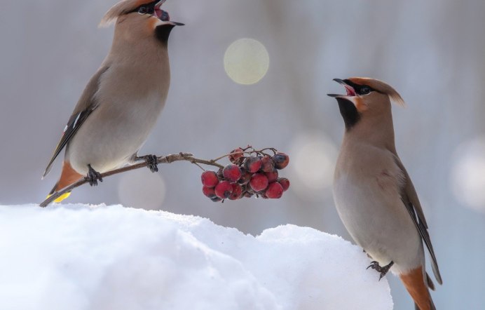 Свиристель обыкновенный