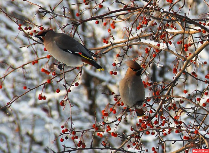 Хохлатая птица свиристель