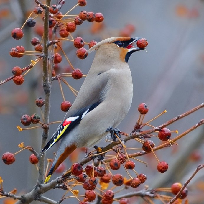 Зимующие птицы Забайкалья свиристель
