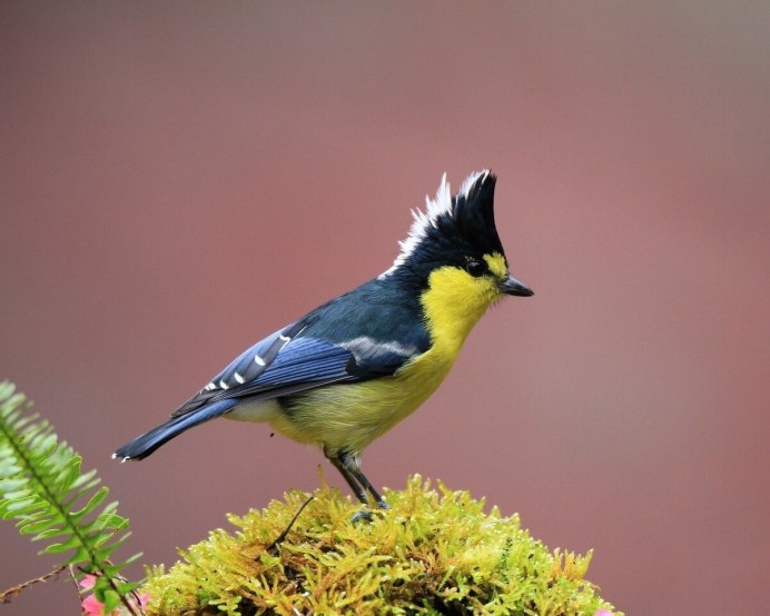 Зеленоспинная синица