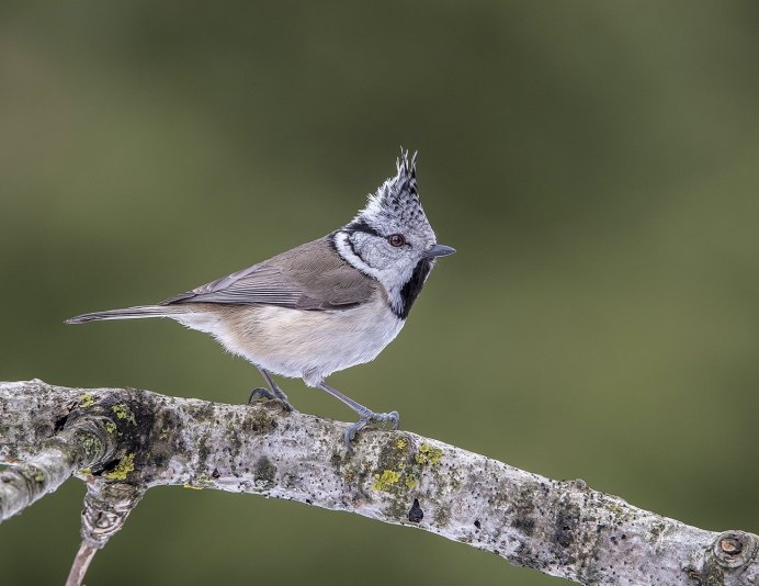 Тайваньская желтая синица