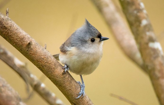 Хохлатая синица (Lophophanes cristatus