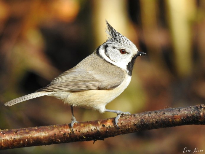 Обыкновенная лазоревка с хохолком