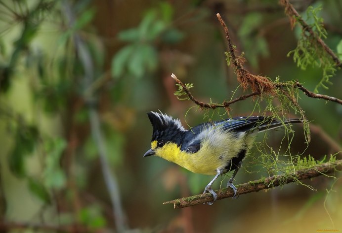 Синица хохлатая птица