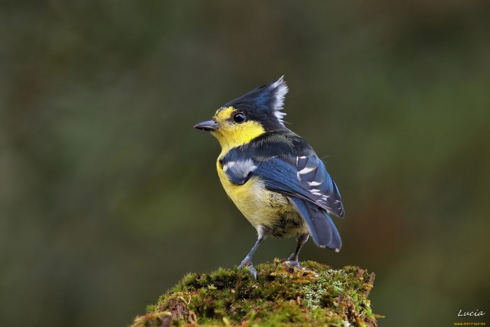 Хохлатые синицы(гренадёры)