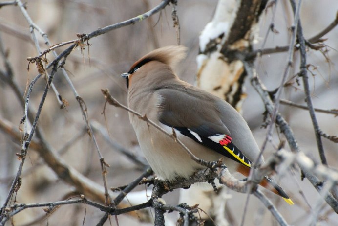 Хохлатая синица ТИТМАУС
