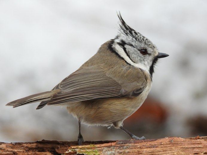 Хохлатая синица